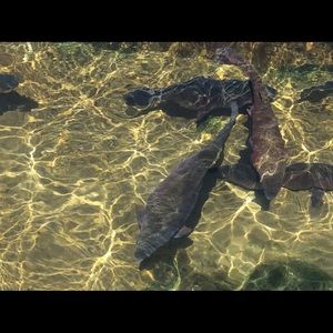 Meet your Posher, Mari